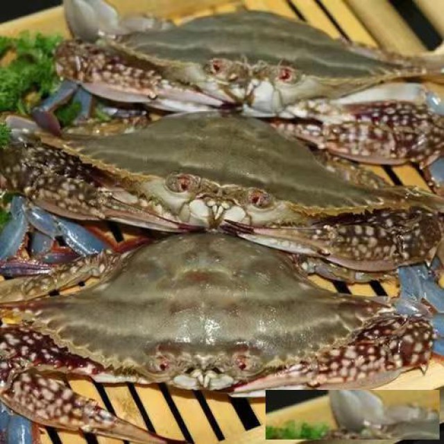 进口印尼三疣梭子蟹广州口岸清关资料及流程