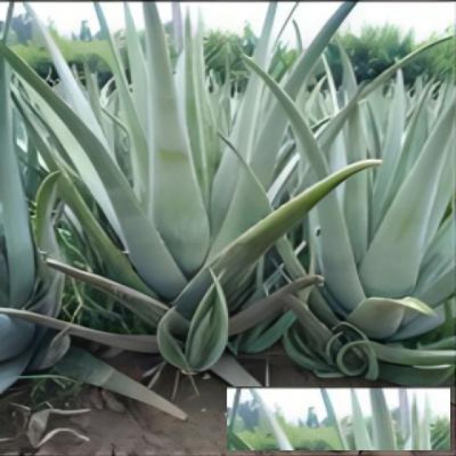 进口芦荟清关肯尼亚芦荟报关