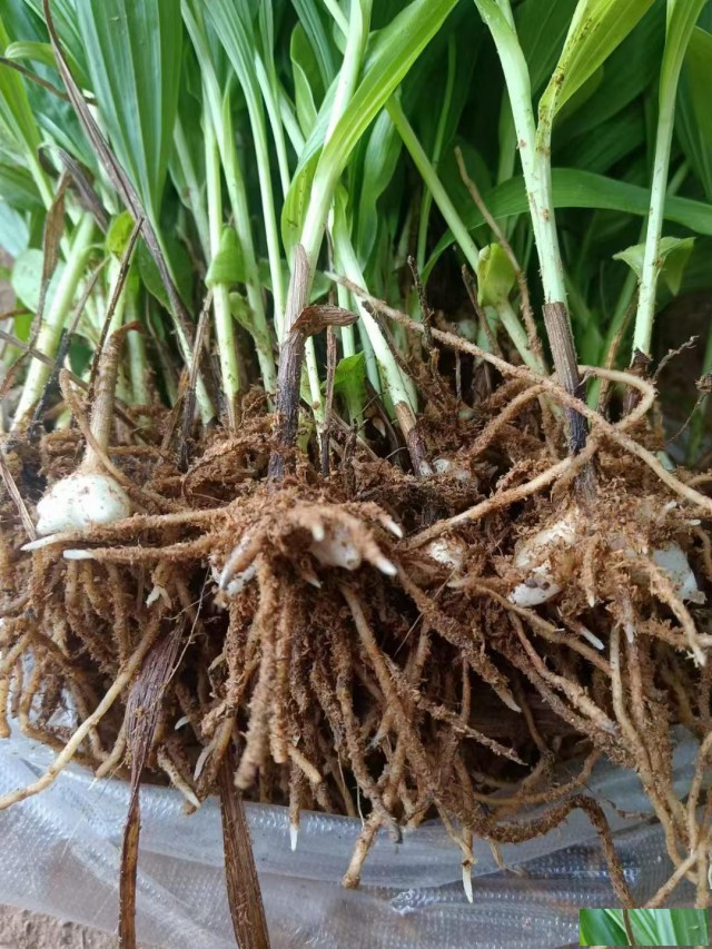 中药材种子种苗蜀道地白芨种苗出售中药材种植基地直发
