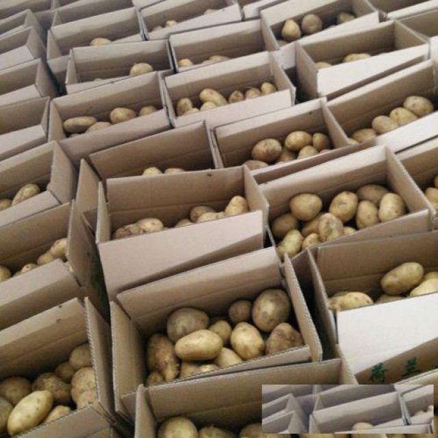 青岛港土豆出口商检清关：高效保障，畅行国际