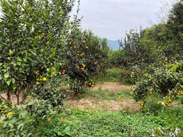 从化区城郊街旅游区附近24亩平地果园庄园整体转让