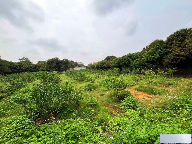 从化区城郊街有2.5亩平地果园庄园整体转让