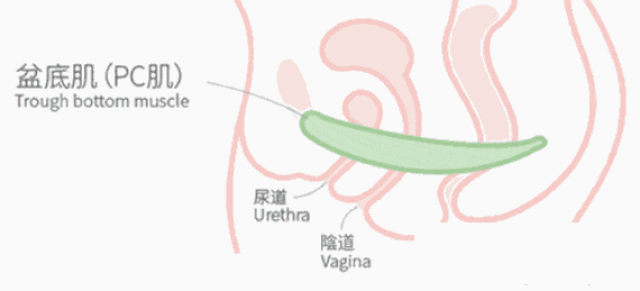 产后盆底肌恢复指南：科学锻炼，重拾健康