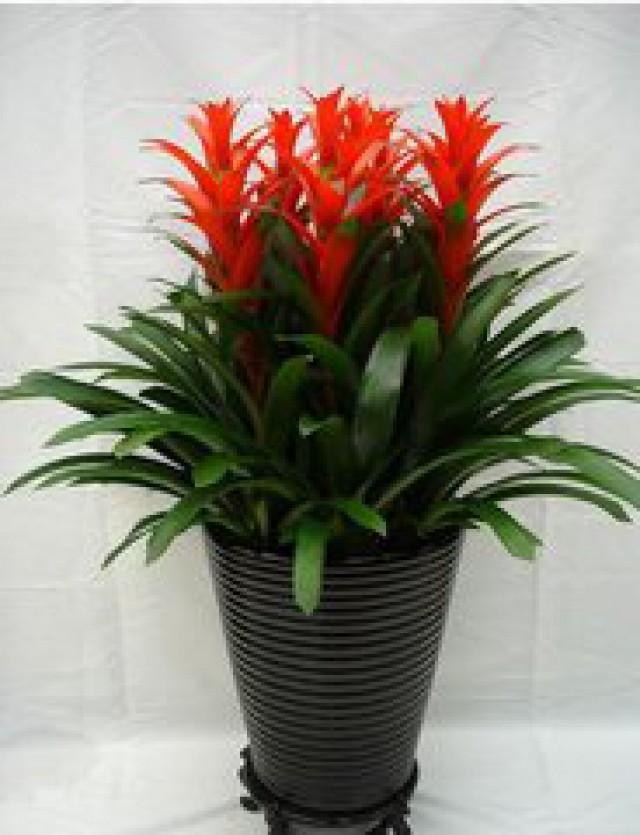 北京花卉租摆租赁养护公司