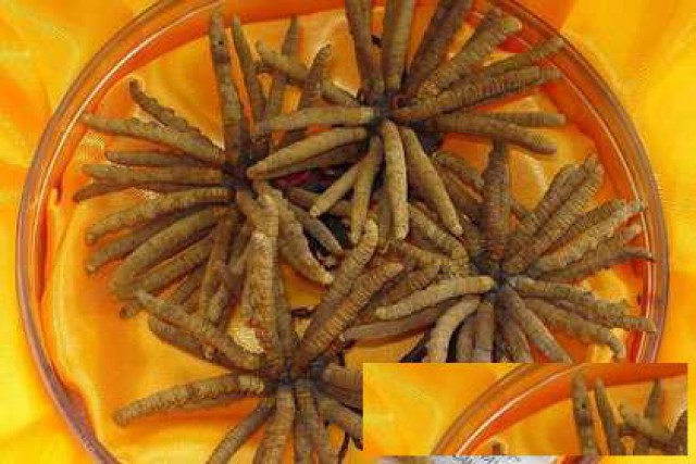 北京回收冬虫夏草上门回收鱼胶燕窝