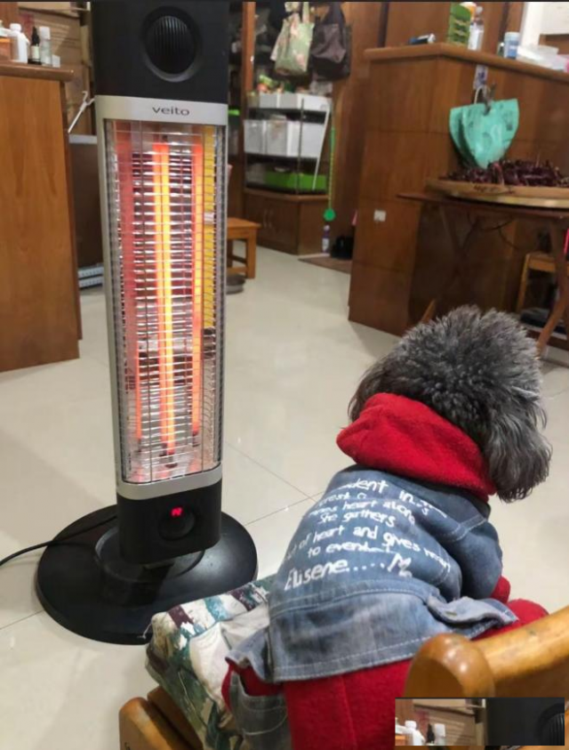 冬季取暖设备有哪些安全隐患？如何做到“人宠共暖”又安心？