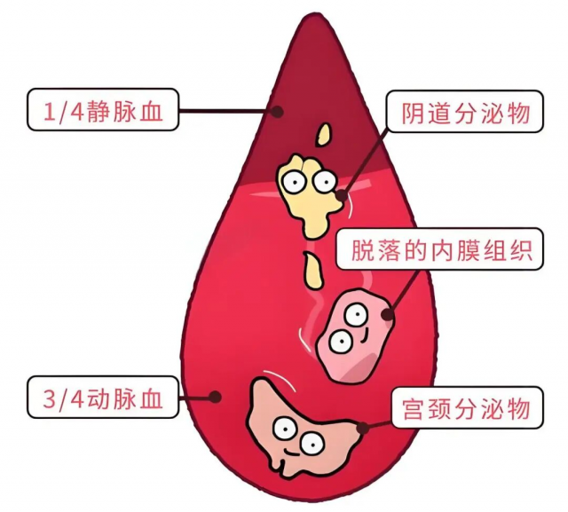 月经的科学认知与健康管理：破除误区，拥抱科学