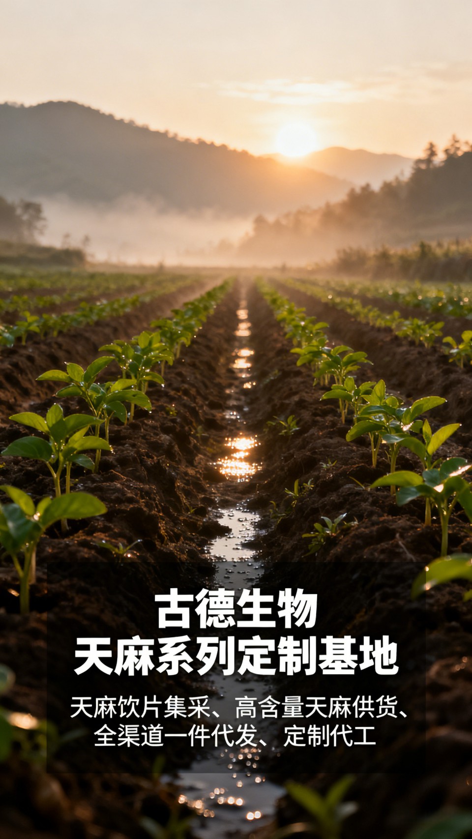 高含量天麻代工古德生物天麻素0.3%浸出物20%严格质控