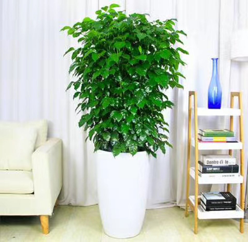 花卉租摆北京绿植租赁