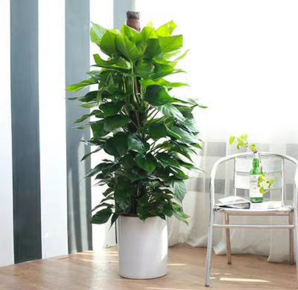 北京花卉租摆  花卉租赁  花卉出租  花卉销售  花卉养护  花卉服务