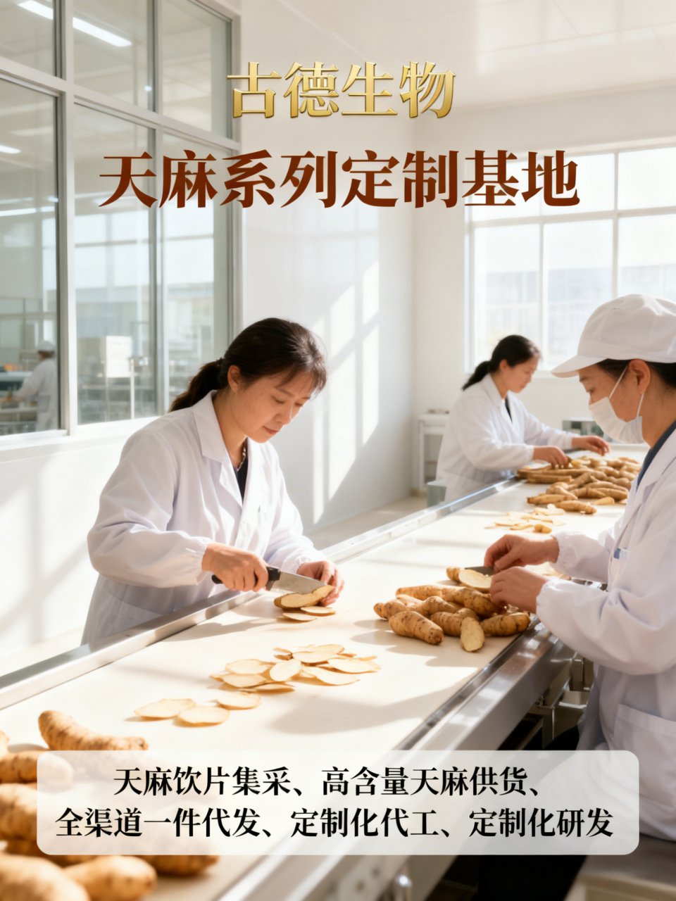 天麻代工合作古德生物药典原料浸出物15%原料保障