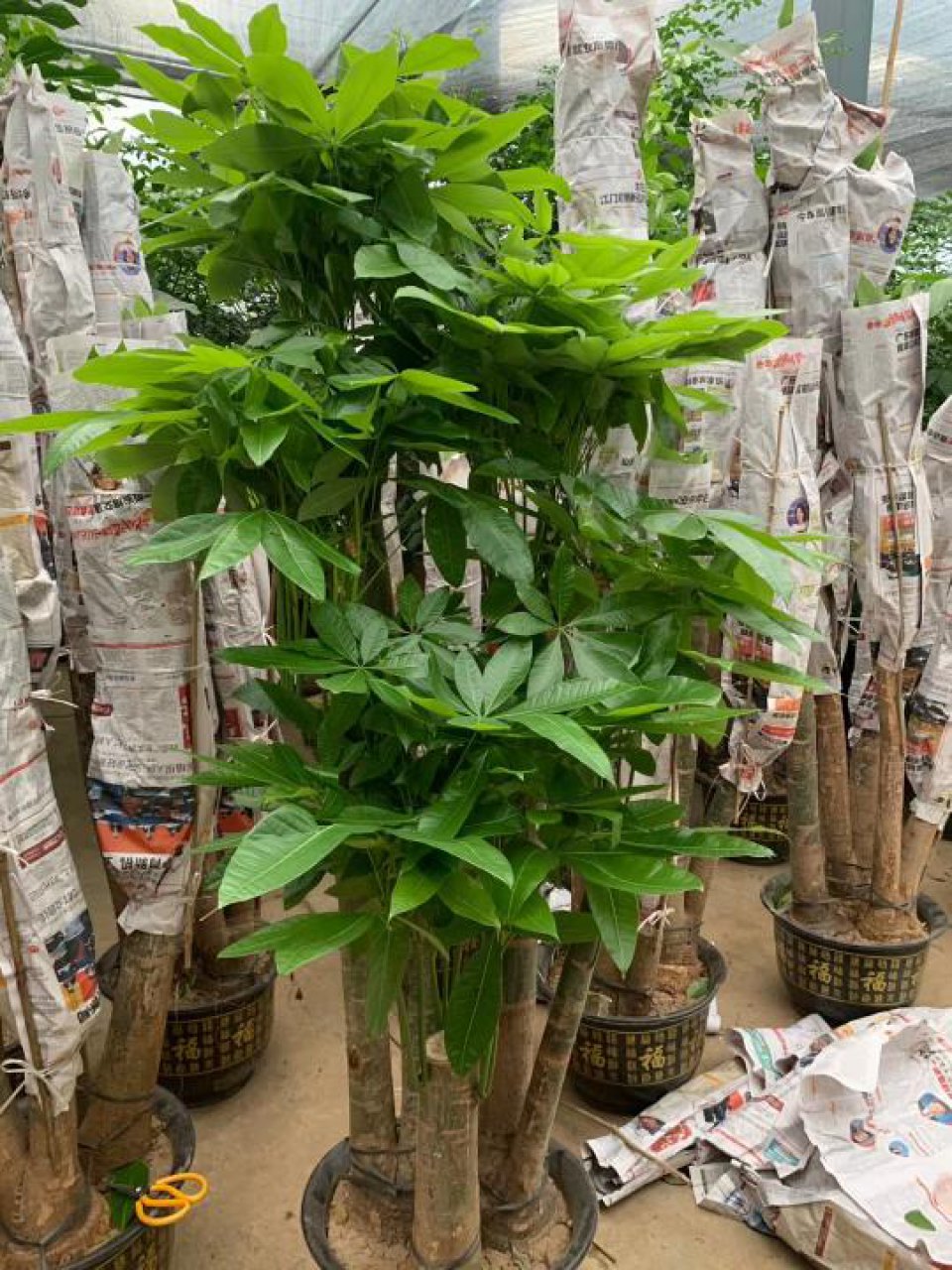 北京绿植租摆租赁公司