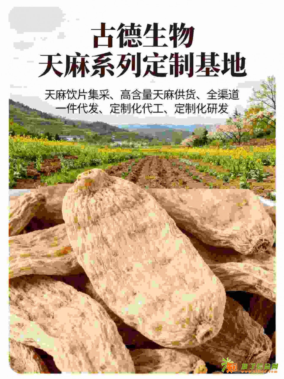 古德生物高含量天麻定制浸出物30%研发创新天麻素0.5%