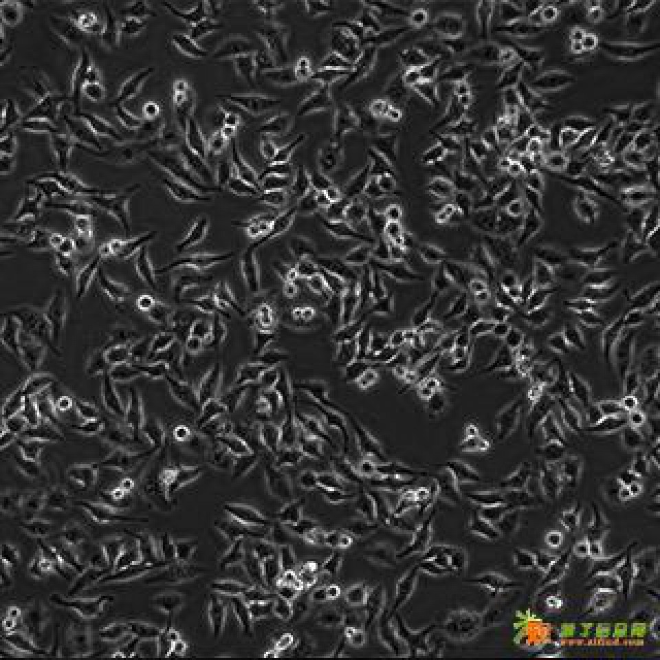 人乳腺癌细胞高骨转移株MDA-MB-231BO