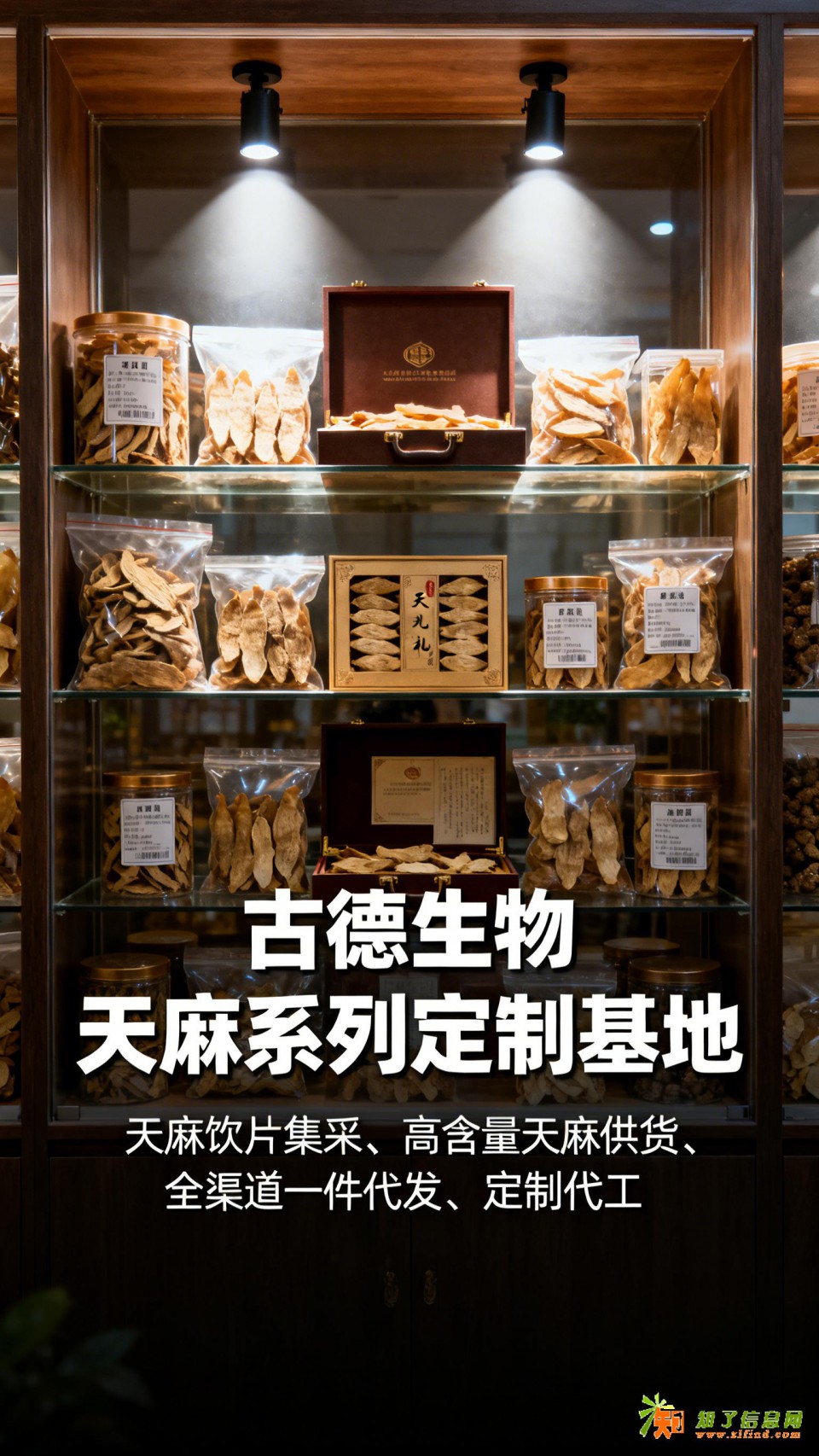 古德生物高含量天麻集采浸出物30%批量发货天麻素0.5%