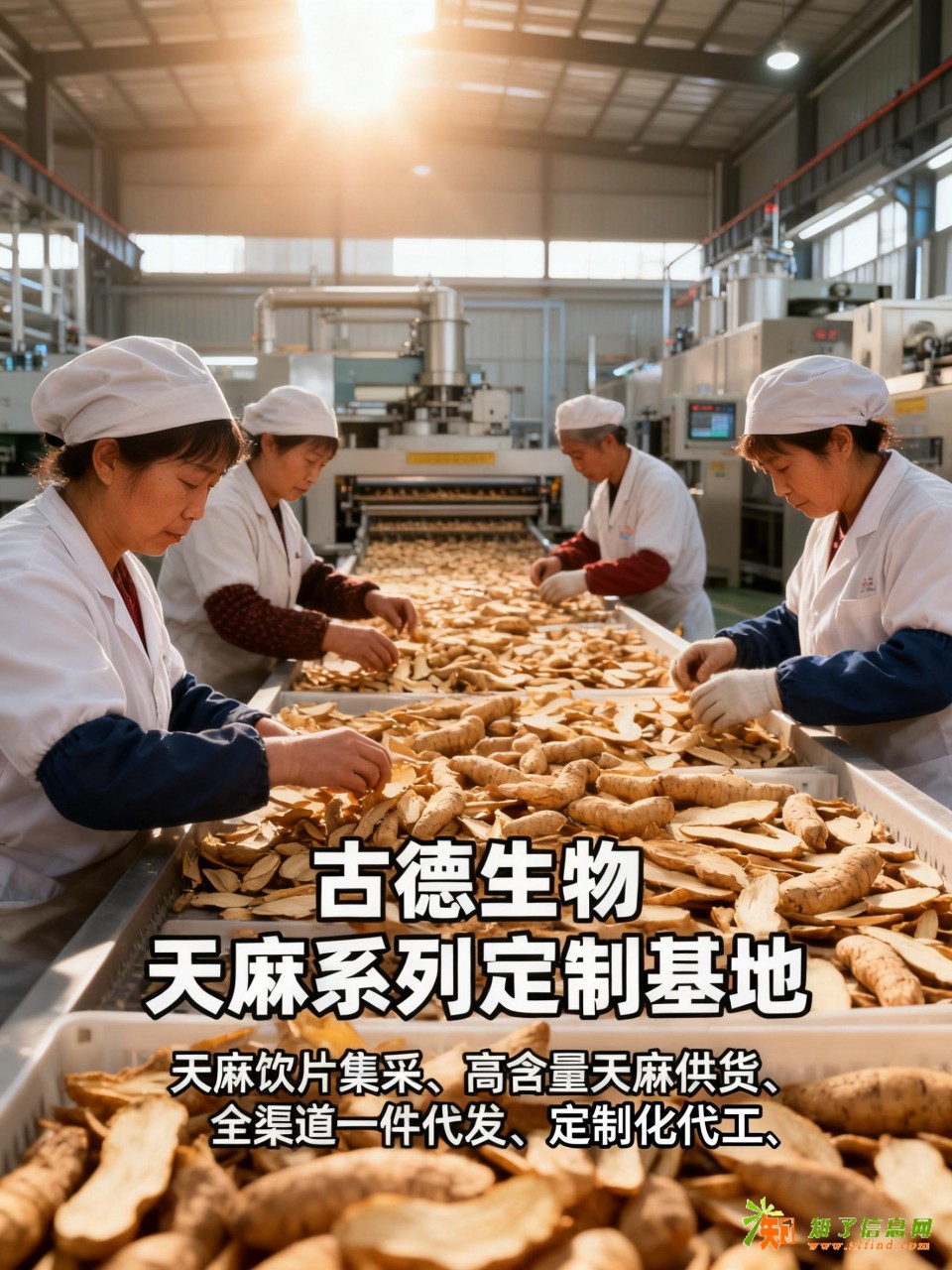 高含量天麻代工古德生物支持仓储服务浸出物20%