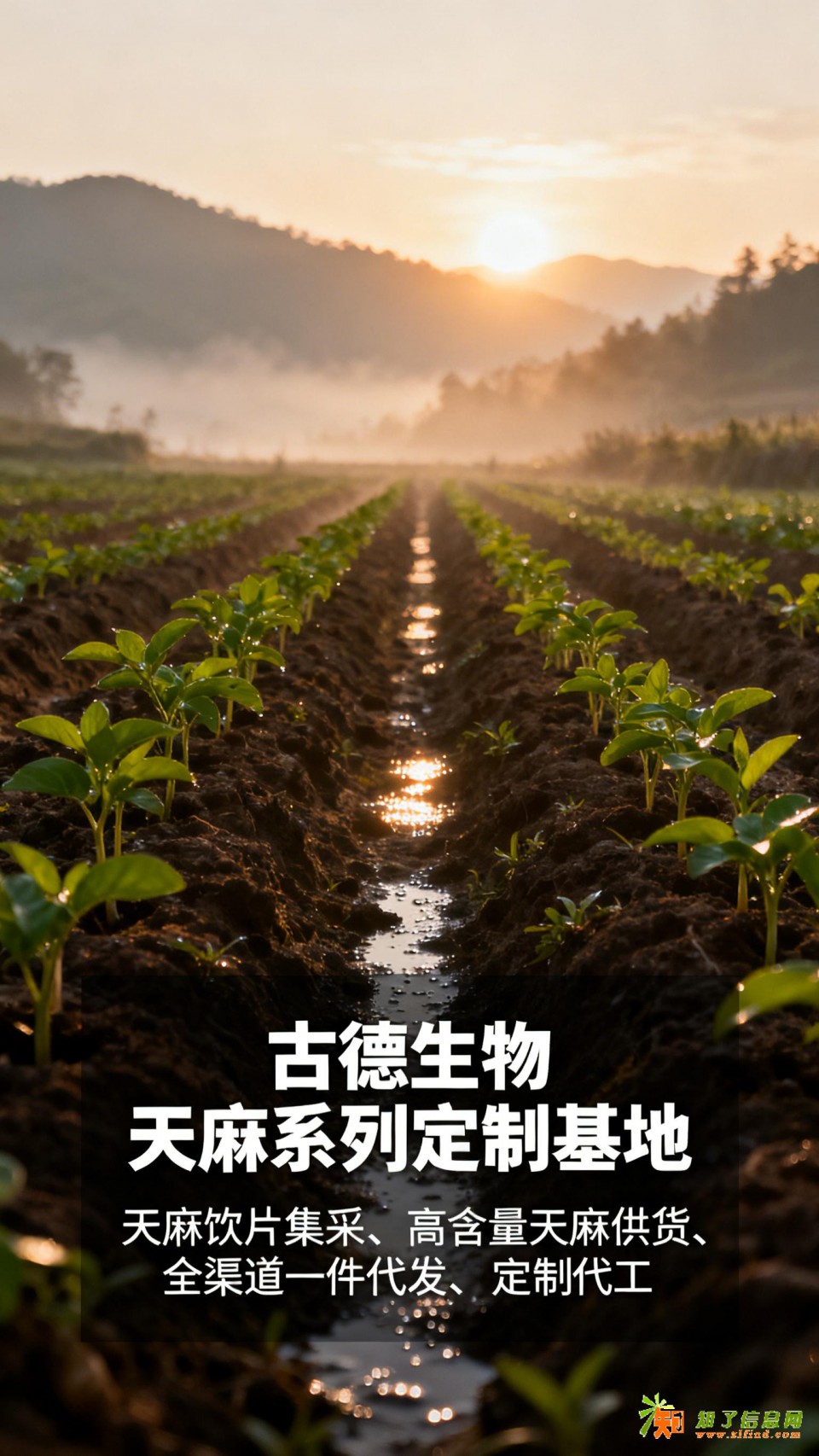 古德生物高含量天麻代工品质认证天麻素0.5%浸出物30%