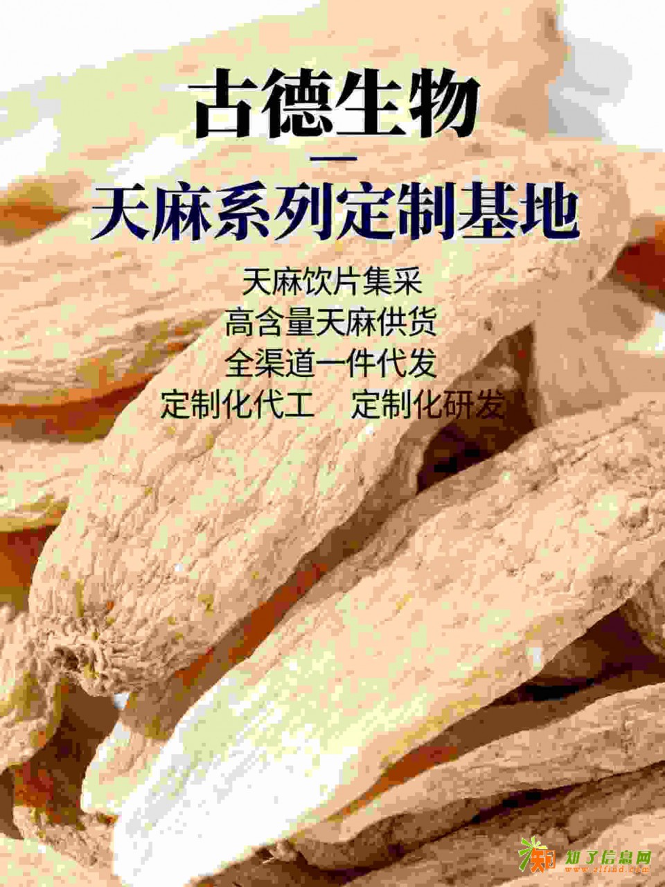 古德生物高含量天麻集采服务浸出物20%批量直供