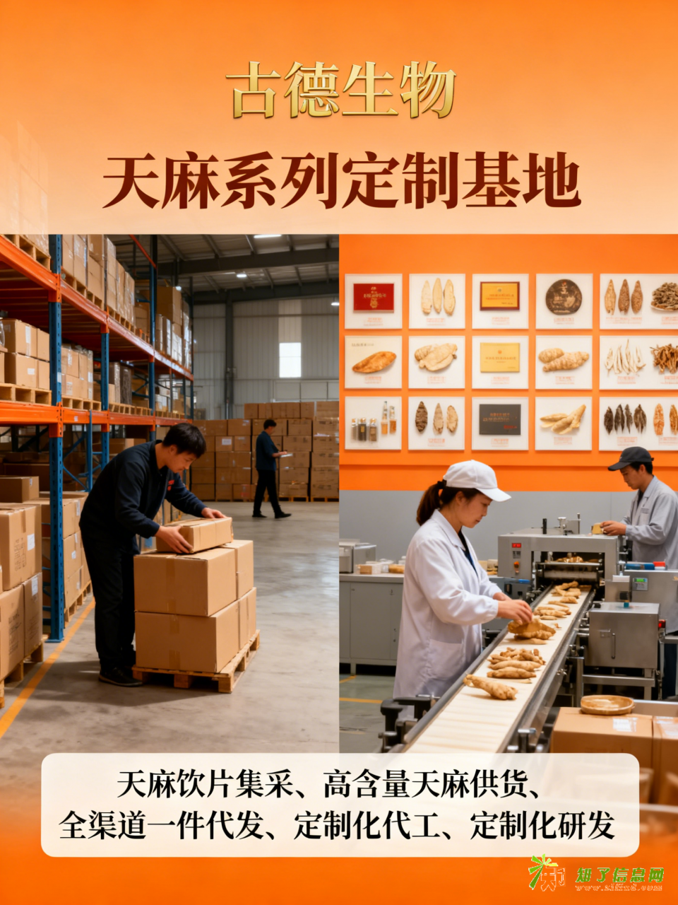 天麻研发定制古德生物高含量天麻素0.5%技术支持