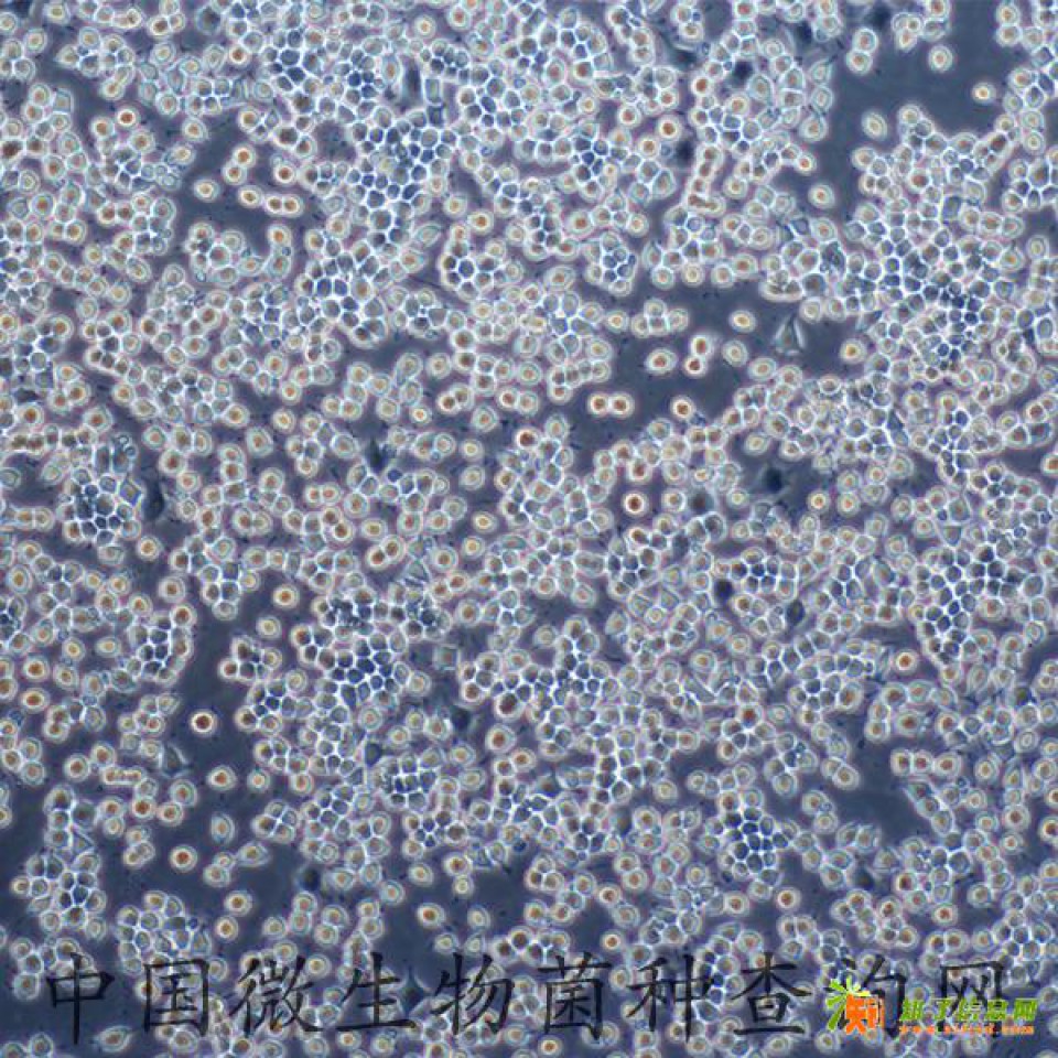RLE-6TN大鼠肺泡Ⅱ型细胞-微生物菌种查询网