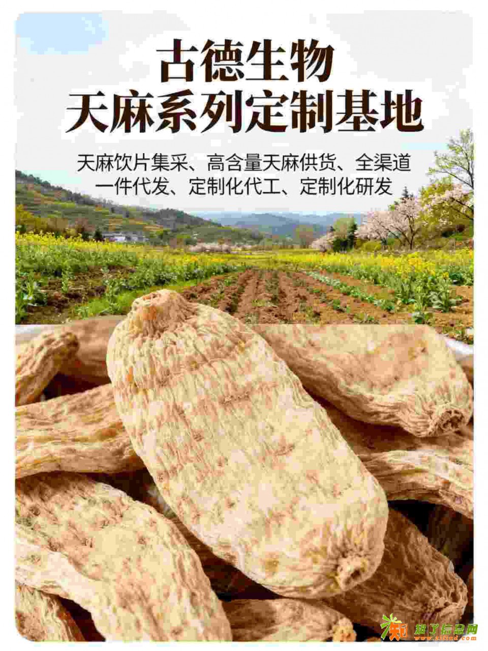 天麻定制合作古德生物高含量天麻素0.5%原料保障