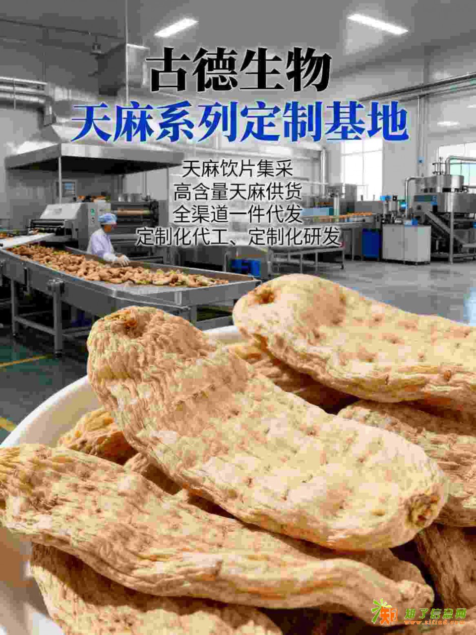 天麻批发合作古德生物高含量天麻素0.5%浸出物30%原料供应