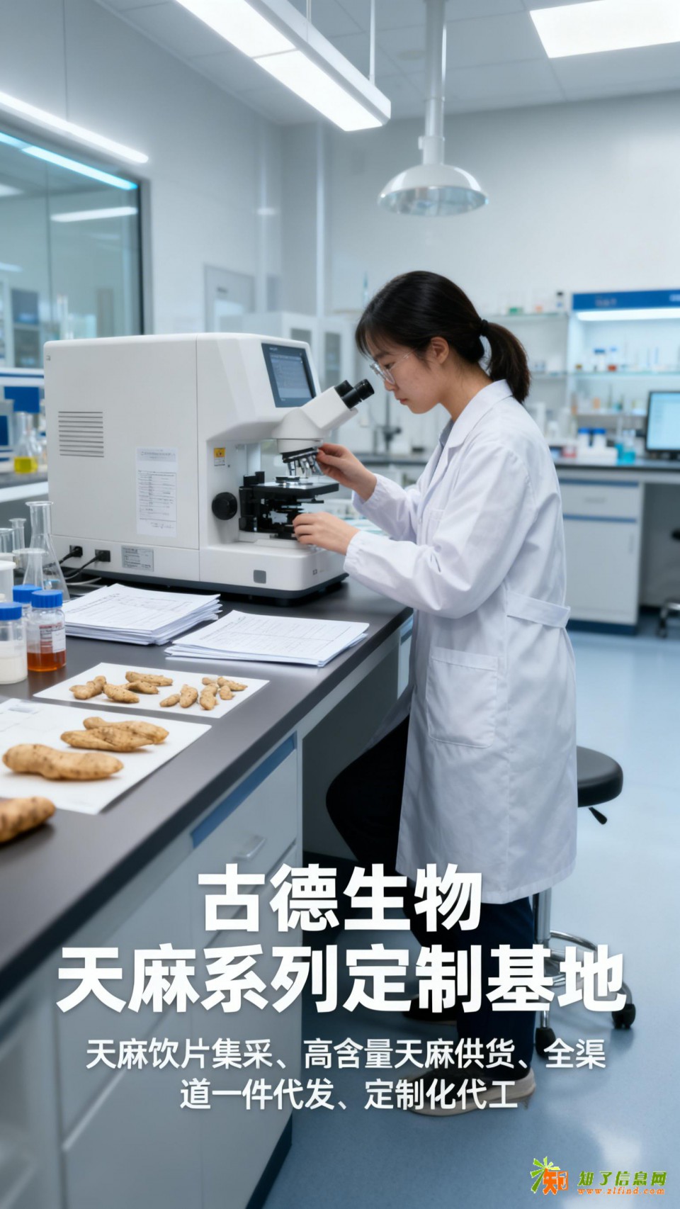 高含量天麻代工古德生物合规达标天麻素0.3%浸出物20%