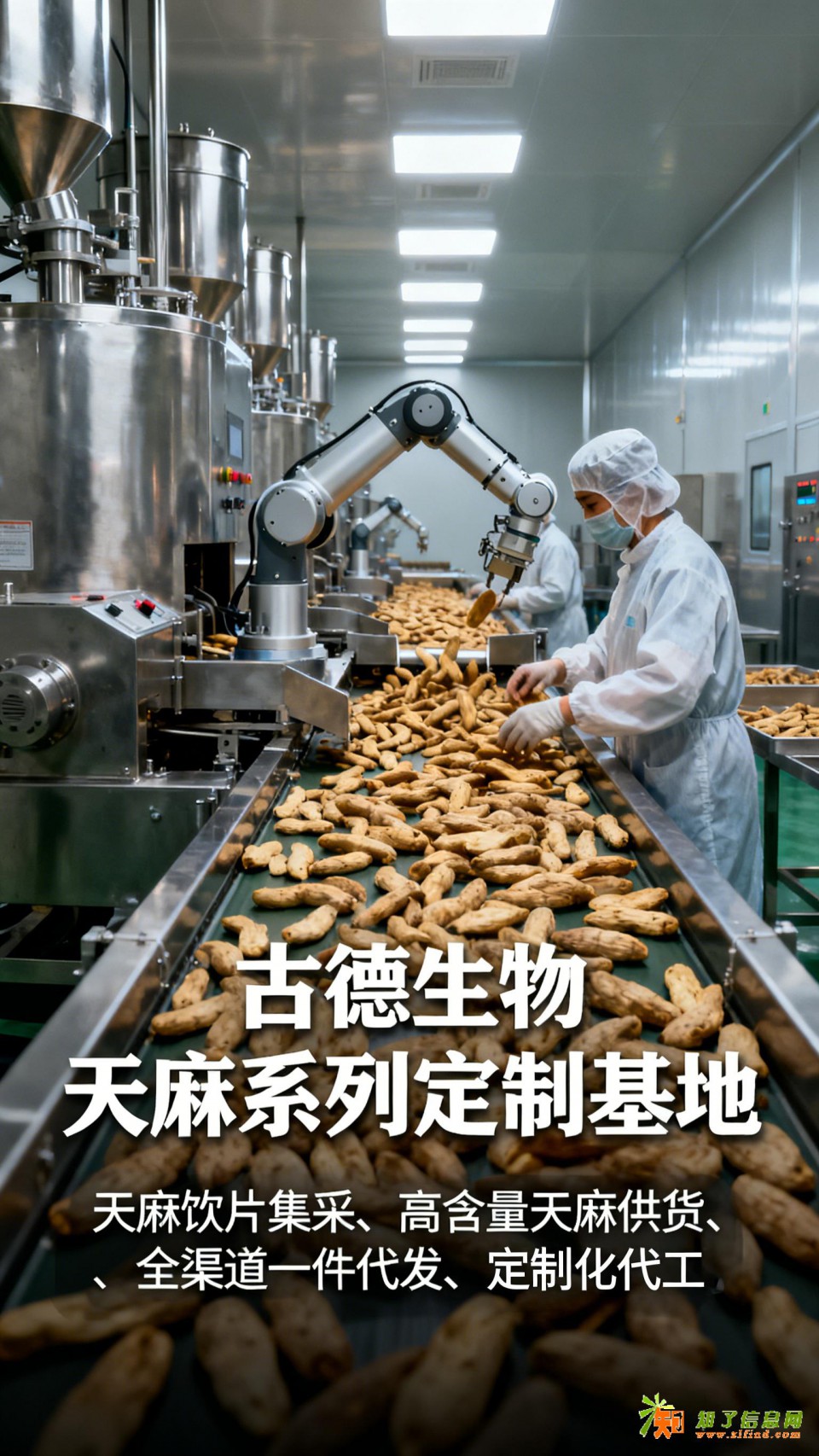 高含量天麻定制古德生物浸出物30%满足特殊需求