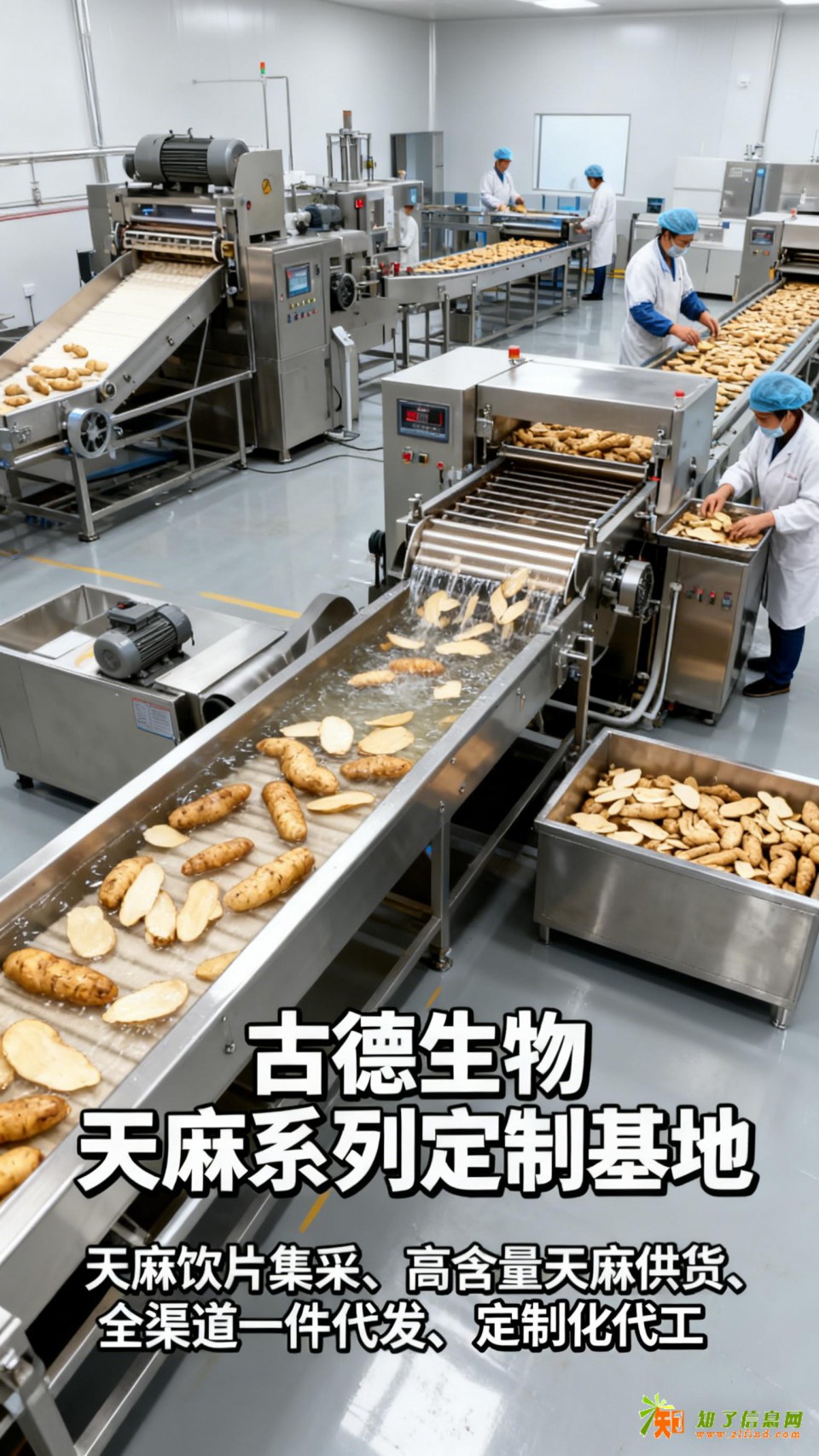 天麻集采服务古德生物高含量浸出物30%原料优选