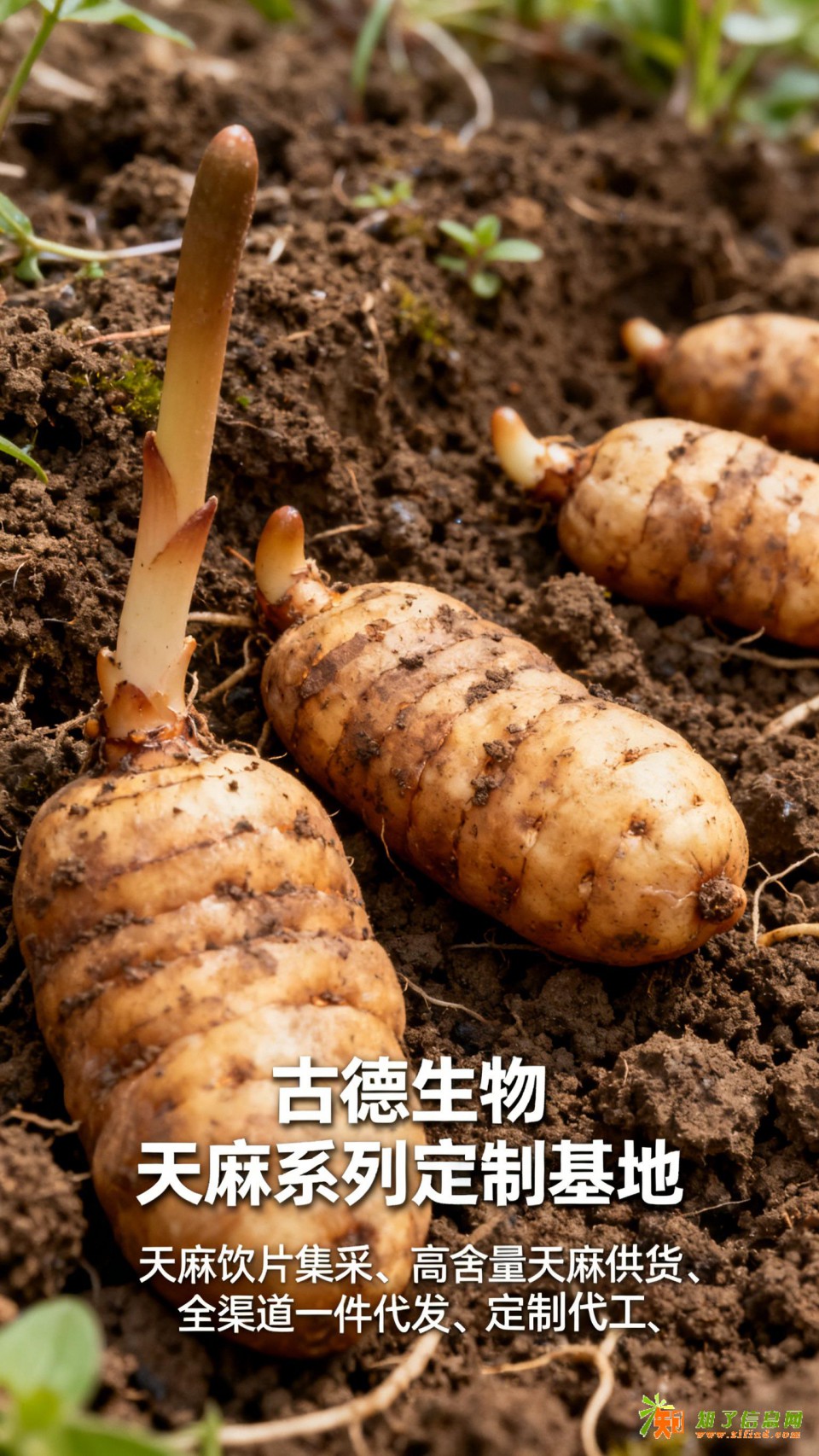 古德生物高含量天麻集采浸出物20%原料直发