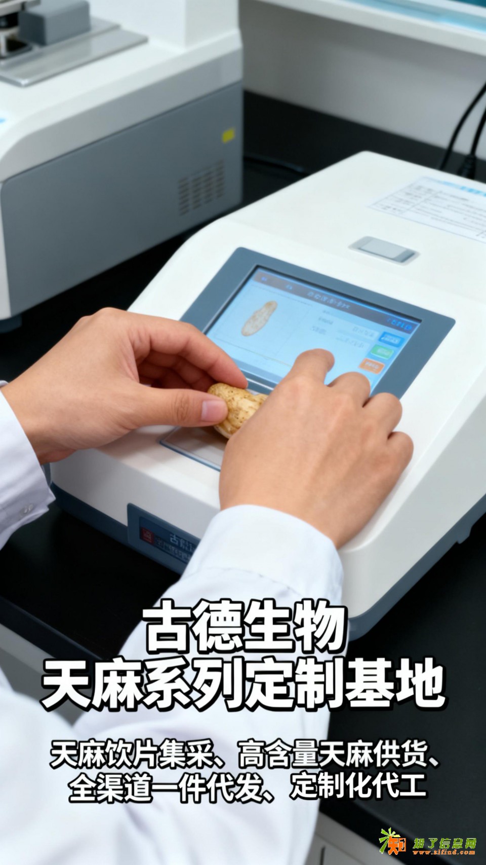 高含量天麻定制古德生物研发实力雄厚天麻素0.5%