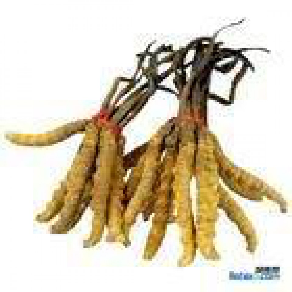 回收北京同仁堂冬虫夏草 收购礼品 燕窝海参