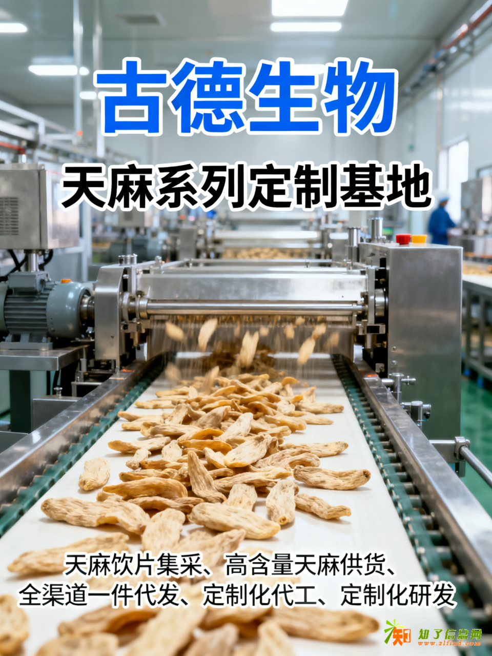 天麻代工合作古德生物高含量浸出物30%原料保障