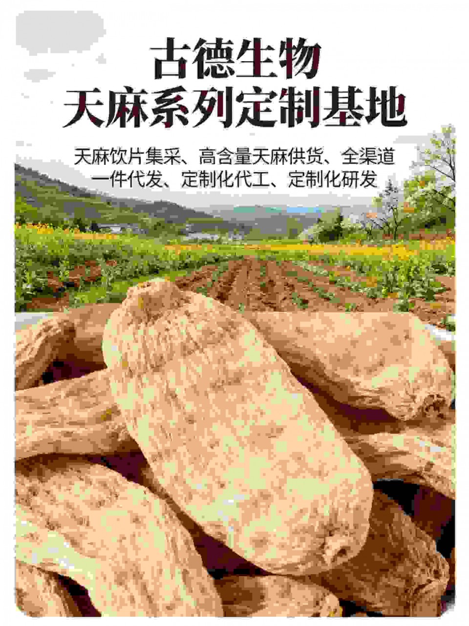 古德生物高含量天麻适配饮片加工天麻素0.3%浸出物20%