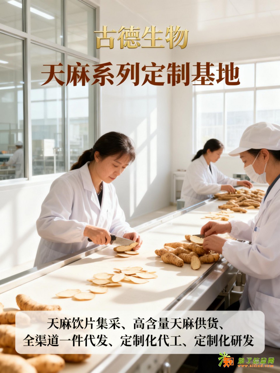 高含量天麻批发古德生物天麻素0.5%浸出物30%无中间商溢价