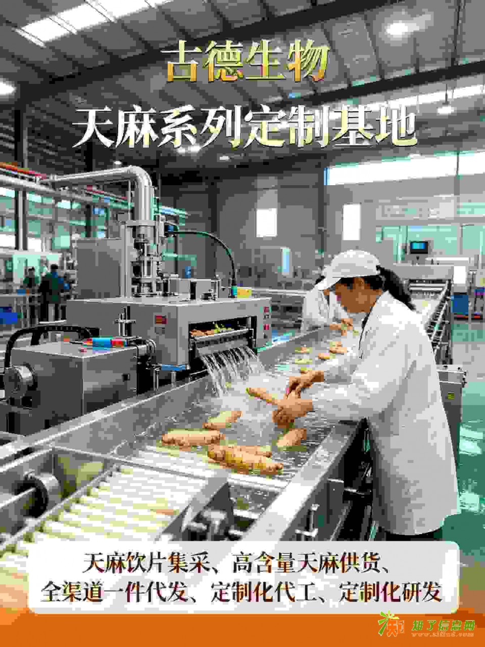 天麻集采优选古德生物高含量原料浸出物20%直供