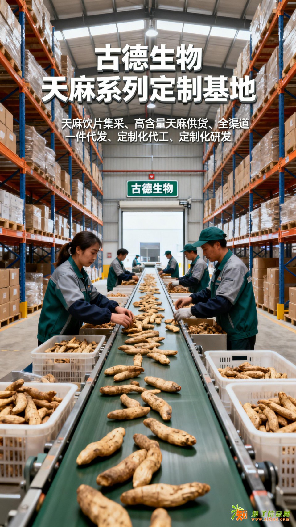 高含量天麻研发古德生物专业团队浸出物20%