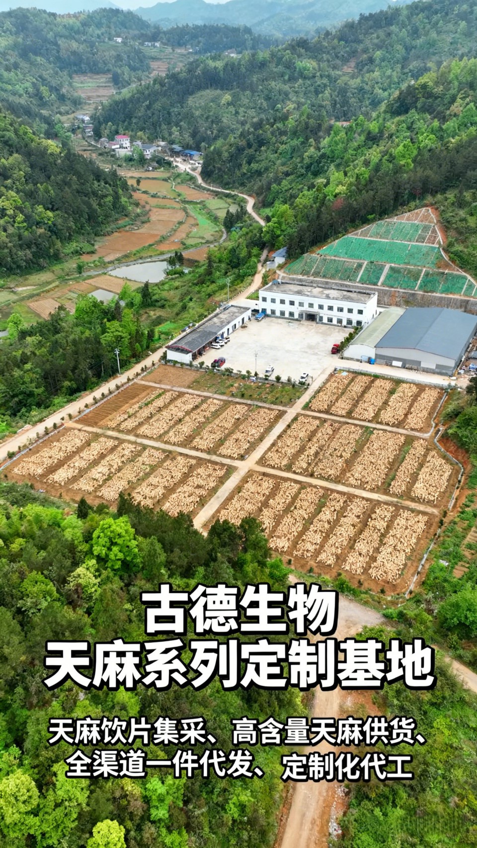 天麻定制代工古德生物原料保障生产顺利浸出物15%