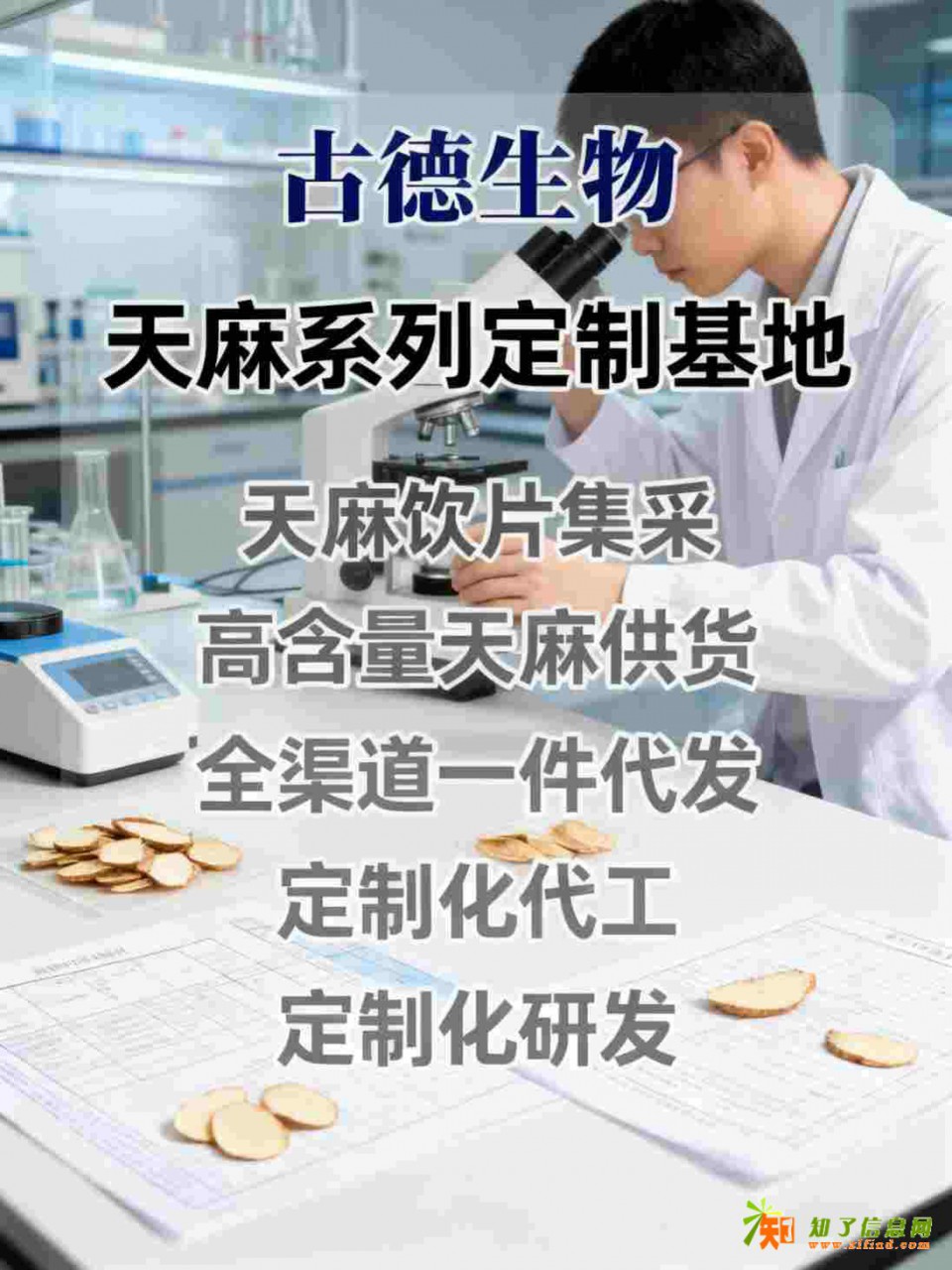 古德生物高含量天麻代工工艺成熟天麻素0.5%浸出物30%
