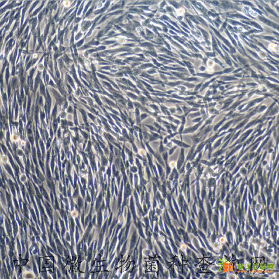 BIOBW生物原代细胞供应-人原代睾丸间质细胞