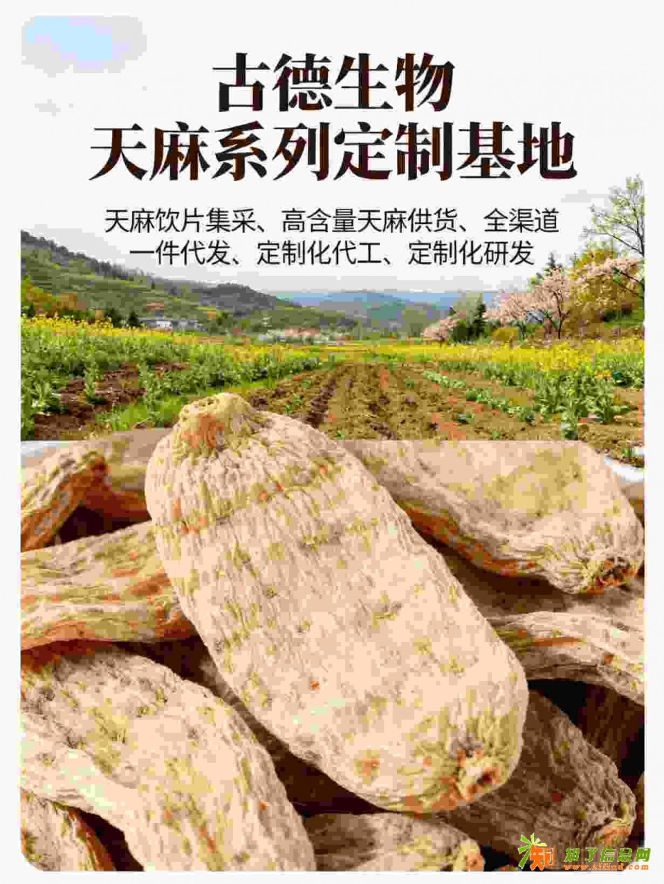 天麻代工生产古德生物高含量原料供应浸出物20%