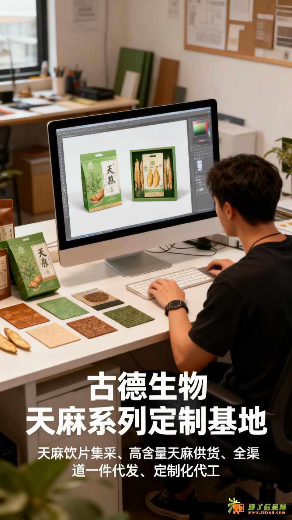 古德生物高含量天麻无添加天麻素0.3%浸出物20%