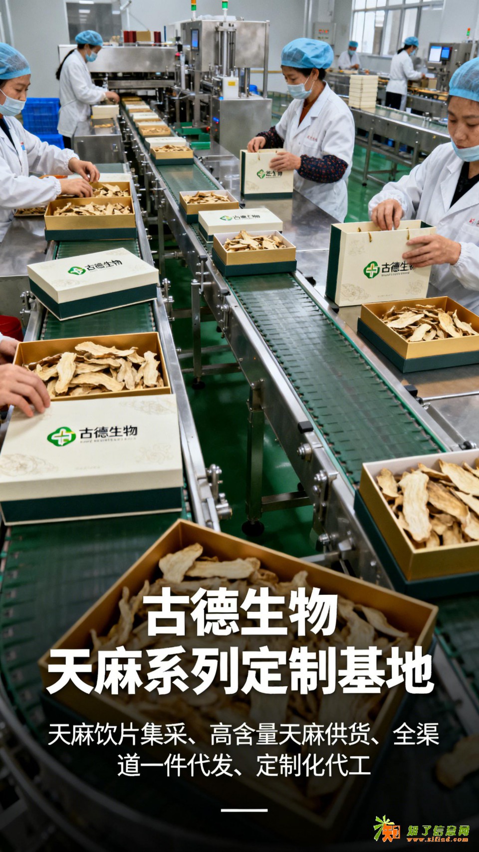 天麻批发合作古德生物高含量天麻素0.5%浸出物30%稳定供应